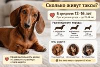 Сколько живут таксы в домашних условиях