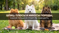 Шпиц: плюсы и минусы породы, какой лучше и стоит ли заводить
