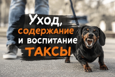 Уход, содержание и воспитание таксы