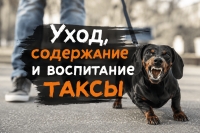 Уход, содержание и воспитание таксы