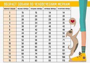 Возраст собаки по человеческим меркам