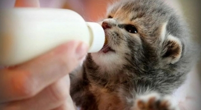 Могут ли котята пить молоко? Вредно ли это и какие виды молока они могут употреблять?