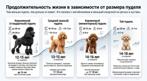 Сколько живут пудели: подробный гид по продолжительности жизни собак