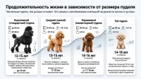 Сколько живут пудели: подробный гид по продолжительности жизни собак