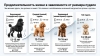 Сколько живут пудели: подробный гид по продолжительности жизни собак
