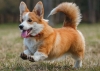 Собака Вельш Корги Пемброк