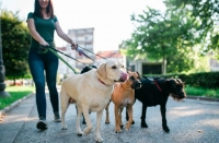 7 советов, как правильно выгуливать собак