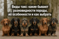 Виды такс: какие бывают разновидности породы, их особенности и как выбрать